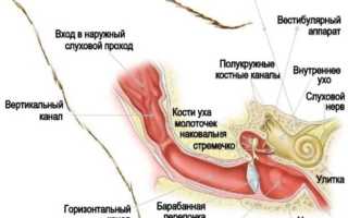 Как выглядит ухо при отите у кошек