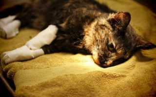 Чем лечить ожог у кота