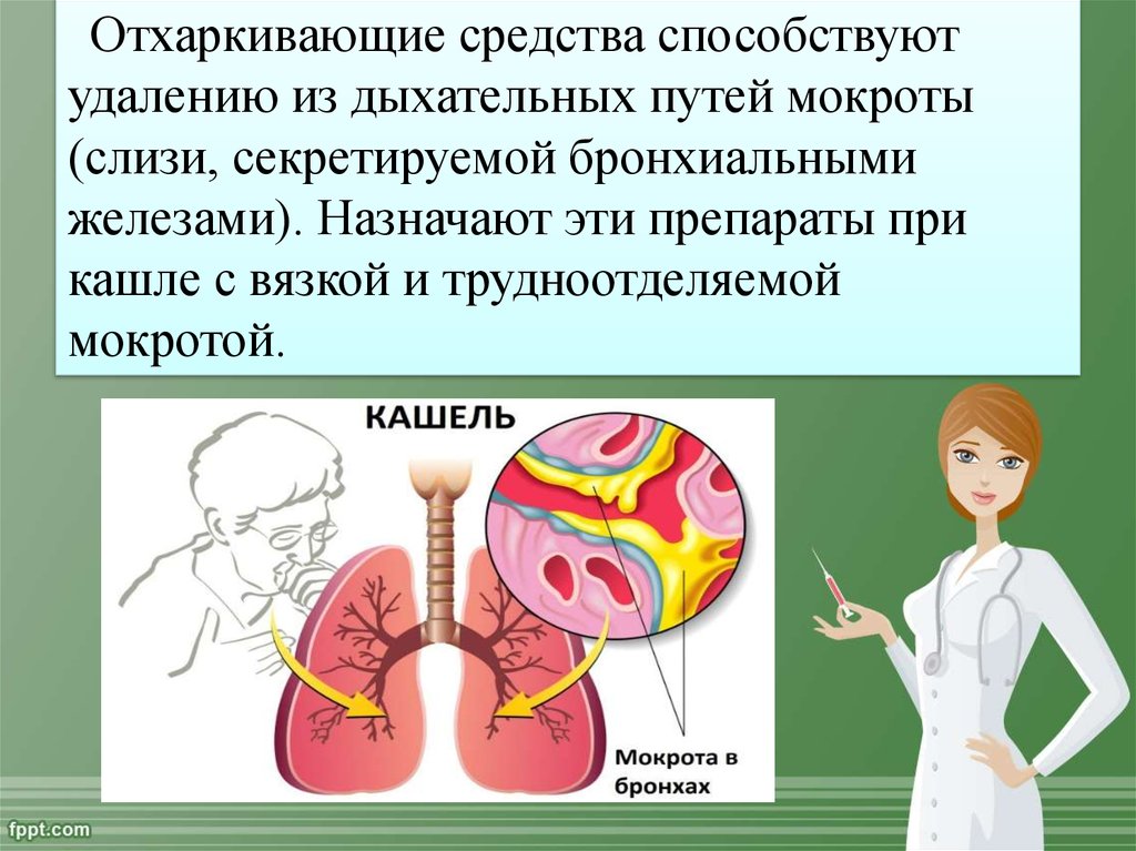 Отхаркивающие средства