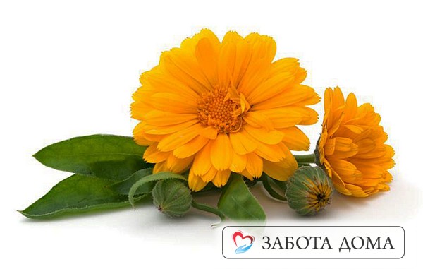 Цветы календулы от пролежней