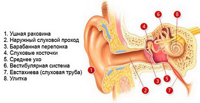 Ушное строение