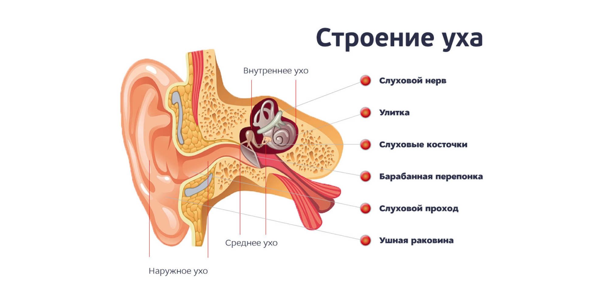 Лечение отита: строение уха