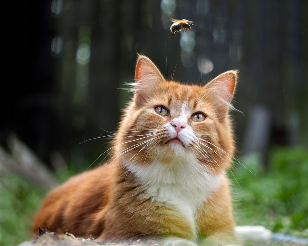 Кот и шмель